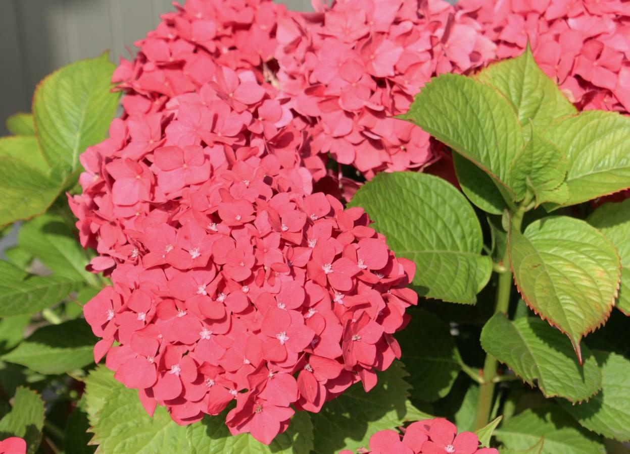 Koekelare B&B Hortense المظهر الخارجي الصورة
